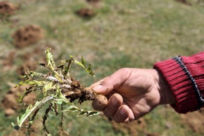 Descubre el diente de león, una de las plantas comestibles más apreciadas en la cocina pirenaica