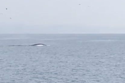 Avistan una ballena delante de la costa de Tarragona