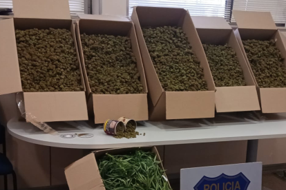Intervenen 240.000 euros en marihuana en una plantació a Coma-ruga