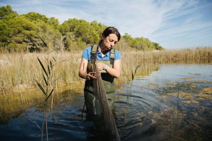 Operació: salvar el samaruc