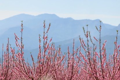 Se alza el telón de la floración en la Ribera d'Ebre