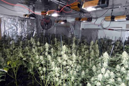 Desmanteladas dos plantaciones en Tordera, donde se ha encontrado un caimán