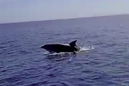 Avistan un delfín delante de la playa de Salou