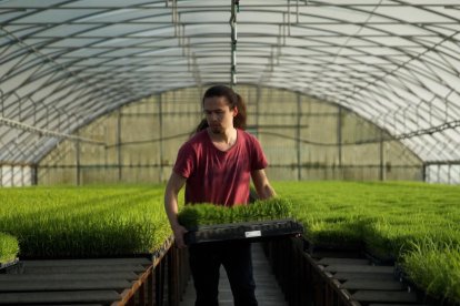 La familia, las raíces y la siembra del arroz en el Delta confluyen en el cortometraje 'Un soroll llunyà'