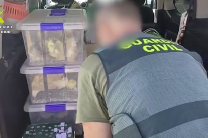 Interceptan dos personas que vendían aves exóticas protegidas en Tarragona