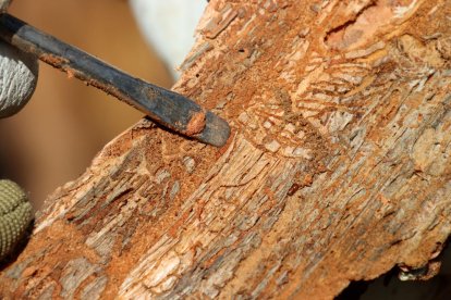 Talarán los pinos afectados por una plaga de insectos y por la sequía en Poblet