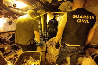 Desarticulen una plantació de marihuana indoor oculta en un habitatge de Miami Platja