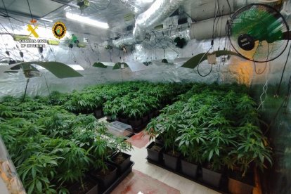 Desarticulan una plantación de marihuana en una vivienda de Cunit