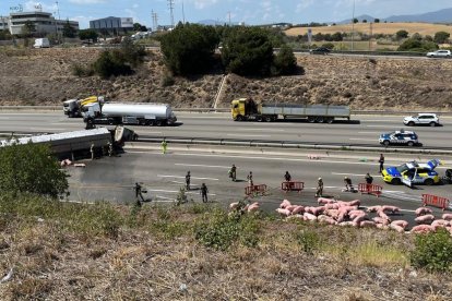Tallada l'AP-7 a Santa Perpètua per un accident entre un turisme i un camió que transportava porcs