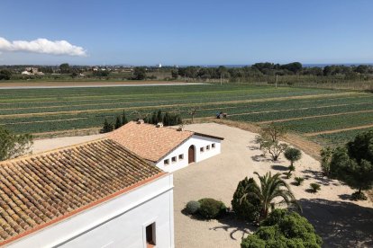 El pebrot més picant del món creix a Mas Miró