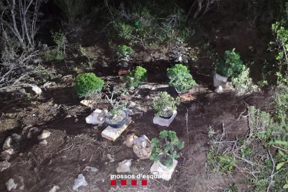 Los Mossos d'Esquadra detienen a un hombre por hurtar 16 bonsais de una empresa de Camarles