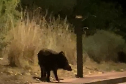 Graban a un jabalí en los bosques de Tarragona
