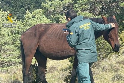 La Guardia Civil rescata dos caballos vivos y localiza el cadáver de uno tercero en el Parque Natural de los Puertos de Tortosa