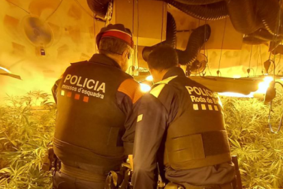 Imagen de la plantación de Roda.