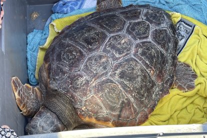 Imagen de la tortuga Arán.