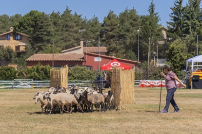 Concurso de perros pastores de Prades.