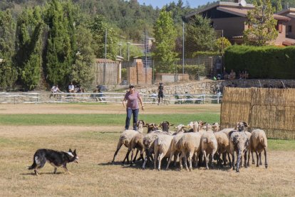 Concurso de perros pastores de Prades.