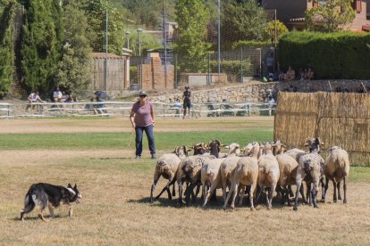 Concurso de perros pastores de Prades.
