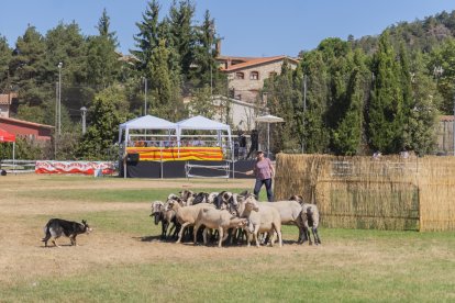 Concurso de perros pastores de Prades.