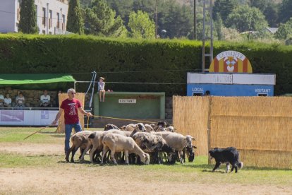 Concurso de perros pastores de Prades.