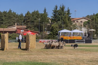 Concurso de perros pastores de Prades.