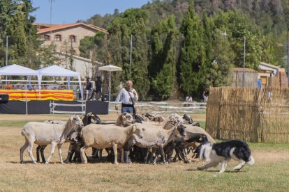 Concurso de perros pastores de Prades.