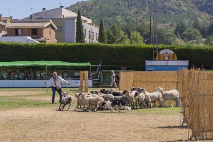 Concurso de perros pastores de Prades.