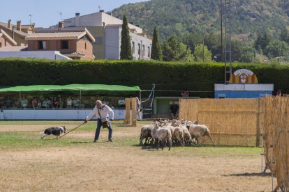Concurso de perros pastores de Prades.