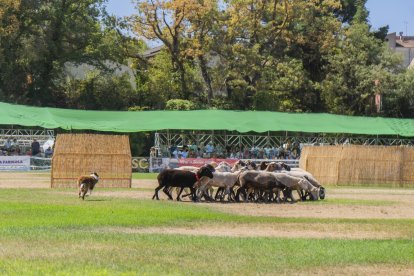 Concurso de perros pastores de Prades.