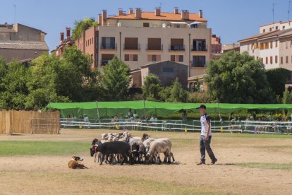 Concurso de perros pastores de Prades.