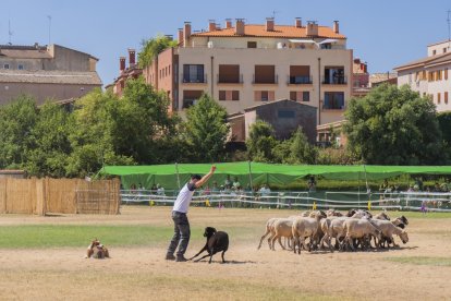 Concurso de perros pastores de Prades.