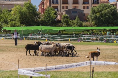 Concurso de perros pastores de Prades.