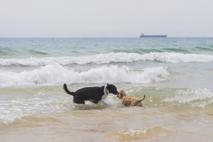 Perros en la playa Llarga de Tarragona.