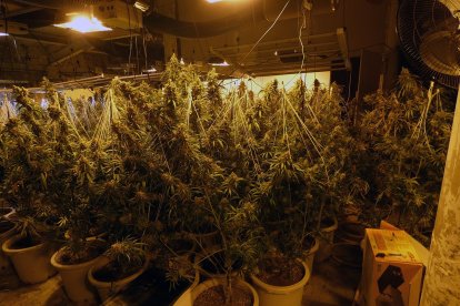 Algunas de las plantas de marihuana localizadas medían más de un metro y medio.