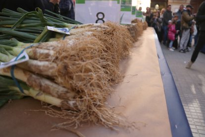 Manojo de calçots participando en el concurso de cultivadores de la Gran fiesta de la calçotada de Valls