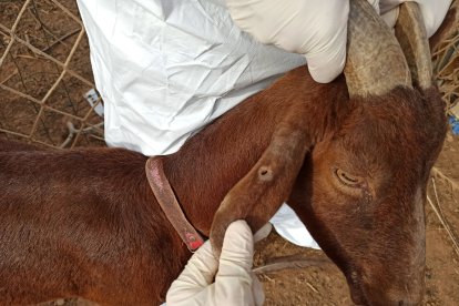 Un dels animals trobats a la finca irregular de Constantí