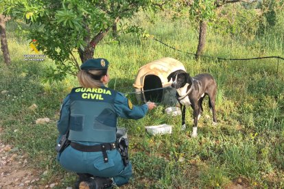 Imatge del mastí lligat a un arbre.