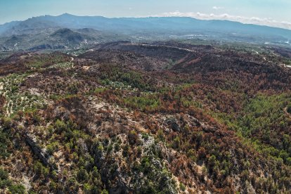 Zona forestal afectada pel foc de Paüls