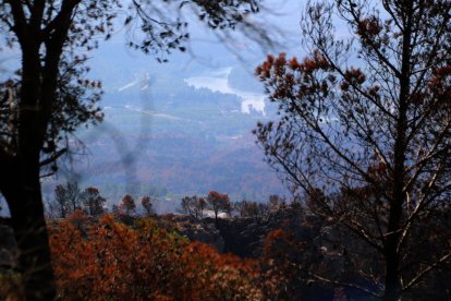 Matolls i arbres cremats a Paüls amb la vall i el riu Ebre al fons