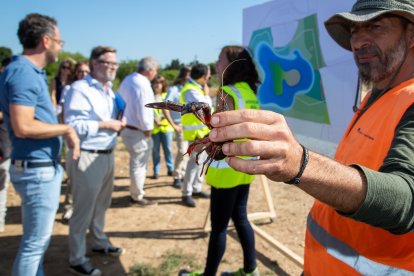 Un cranc americà, espècie invasora, capturat.