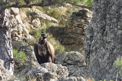Foto de Aixada, uno de los ejemplares liberados
