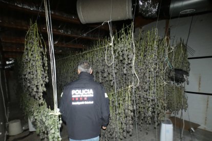 L'immoble desprenia una forta olor a marihuana i tenia un elevat consum fraudulent d’electricitat i aigua.