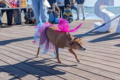 Un dels participants de la segona edició del Cós Blanc per a Mascotes de Salou
