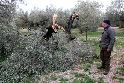 El pagès de Mas de Barberans, Valentí Altés, observa els danys pel vent a la seva finca.