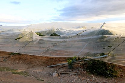 Una xarxa d'un camp de cítrics de Roquetes malmesa pel vent.