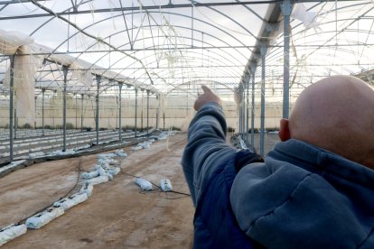 El pagès Joan Montesó mostra els danys al seu hivernacle dels Reguers.
