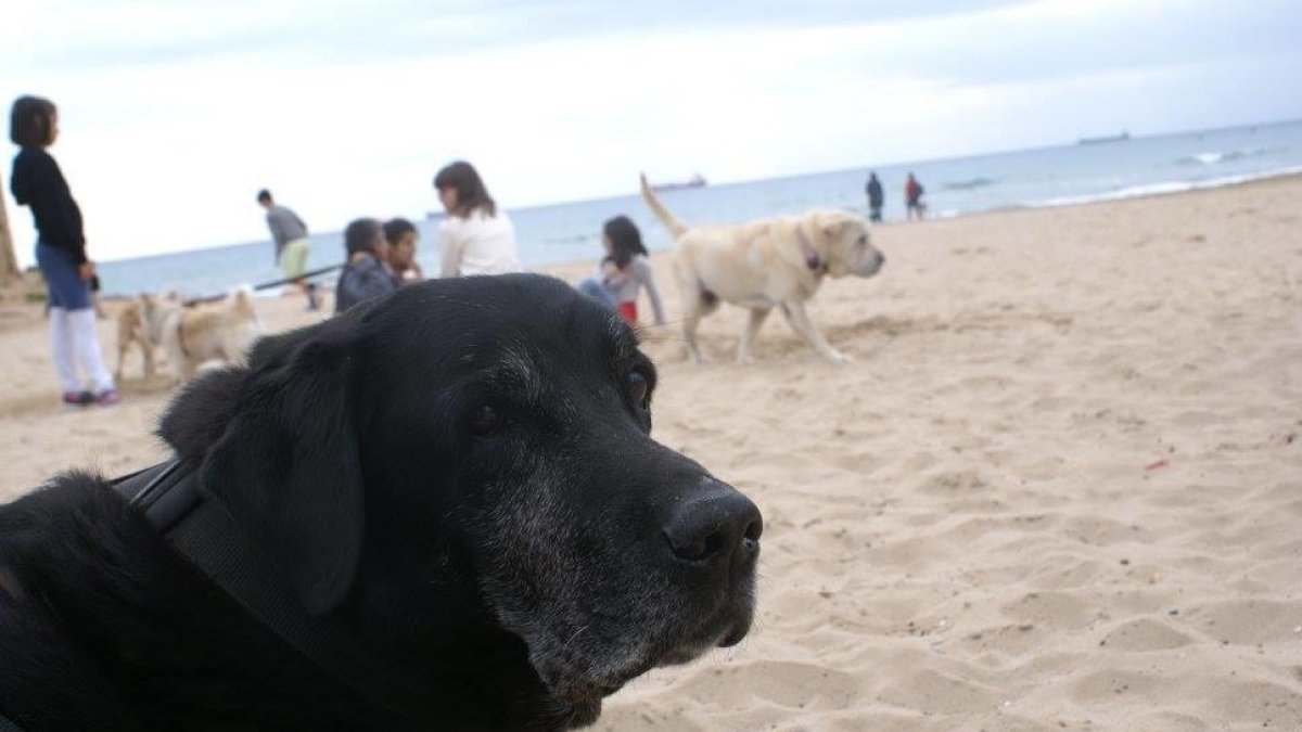 Los perros ya no pueden acceder a las playas tarraconenses