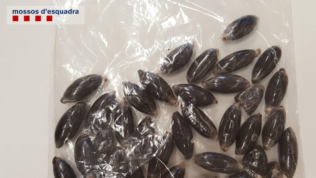 Pla general de les peces d'haixix intervingudes pels Mossos d'Esquadra i la Policia Local de Vila-seca, a l'interior d'una bossa. Imatge publicada l'1 de setembre del 2016