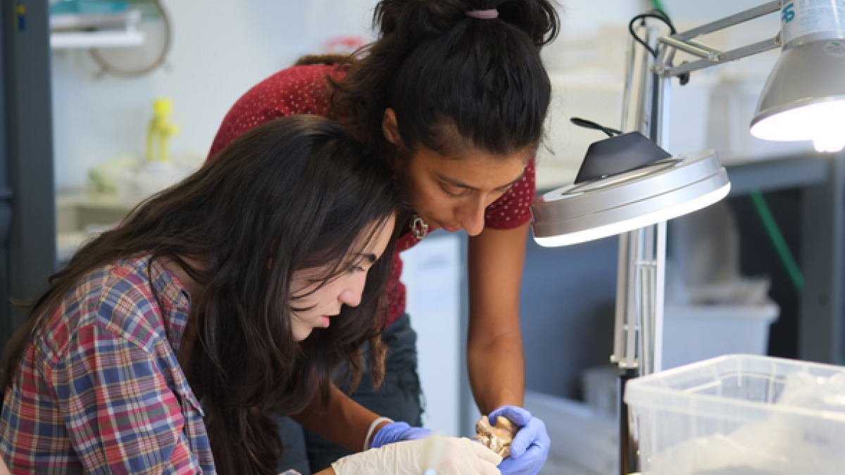 Els Campus Científics d'Estiu s'organitzen en quatre torns d'una setmana cadascun.