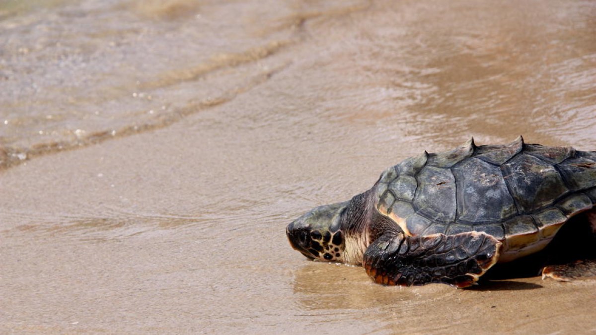 Primer pla d'una de les tortugues endinsant-se al mar, el 31 d'agost del 2016